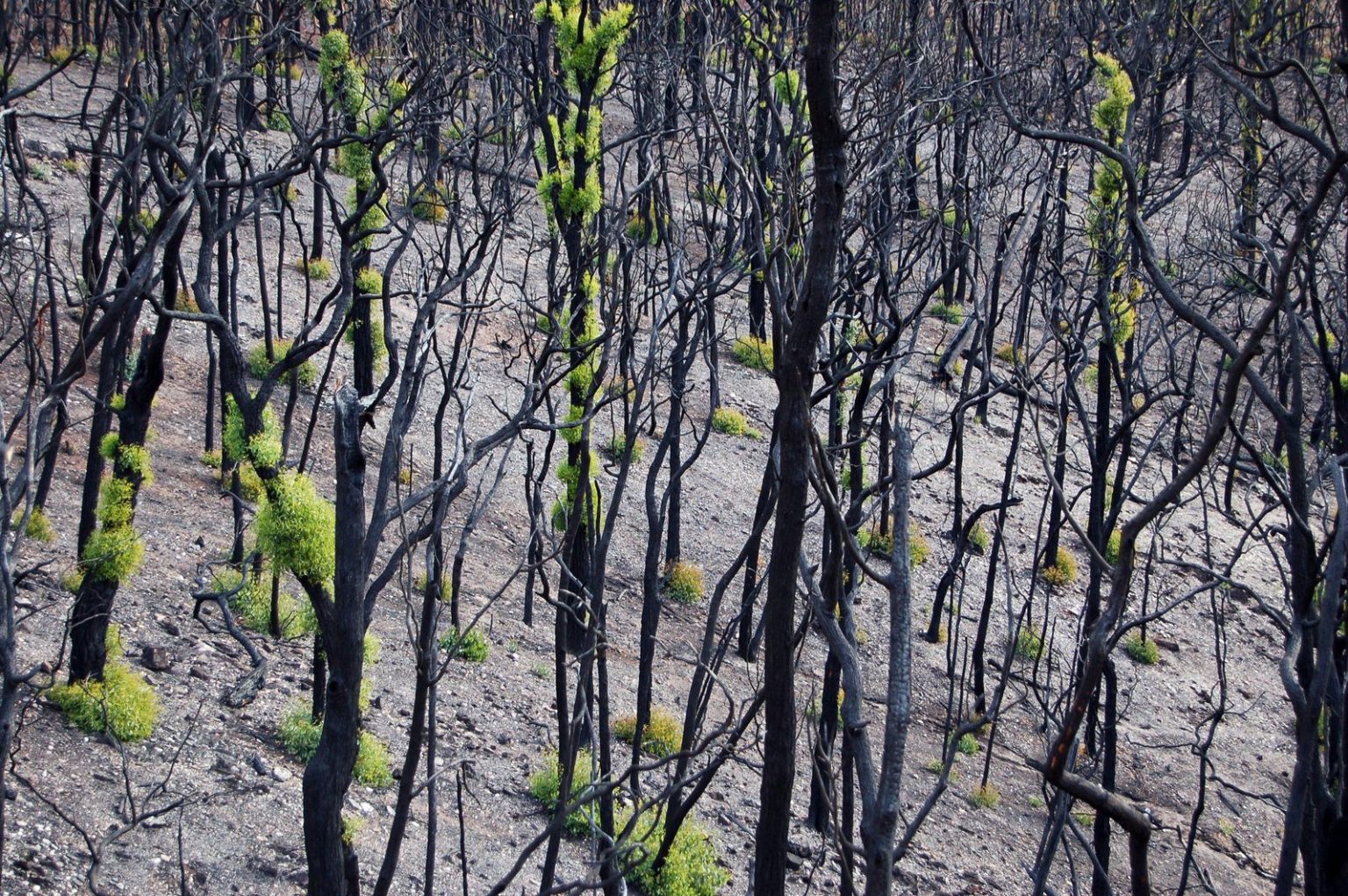 Эвкалиптовые леса после пожаров в Австралии